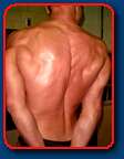 bodybuilder greg clausen flexed back shirtless